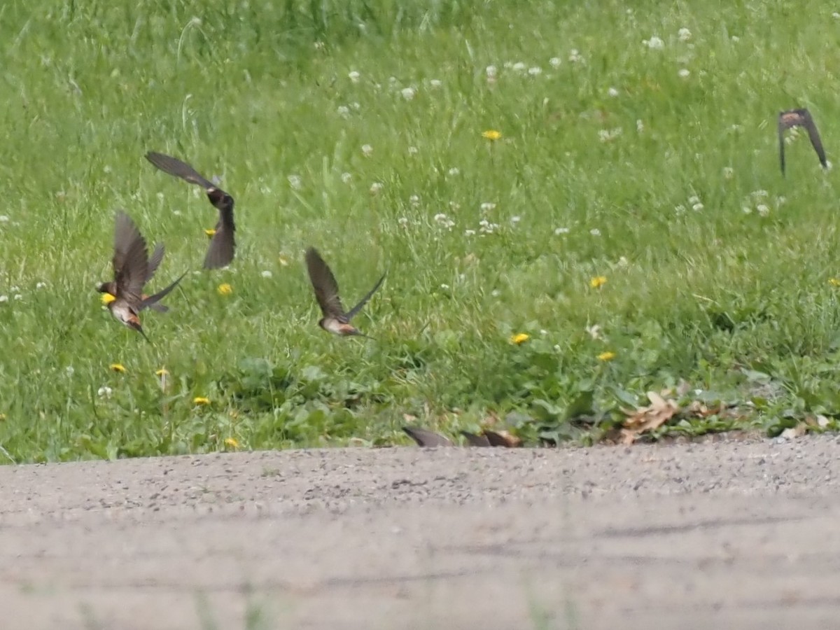 Cliff Swallow - ML349215841