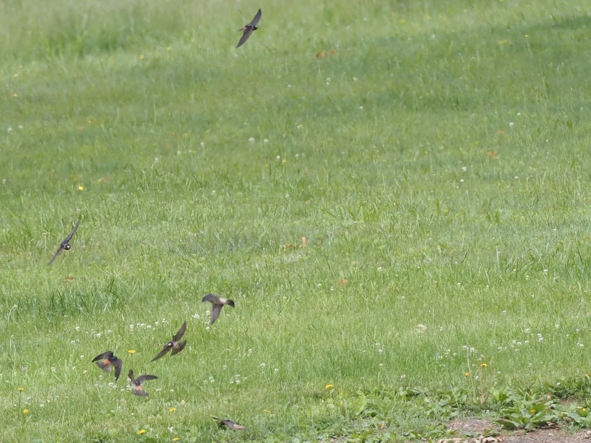 Cliff Swallow - ML349215871