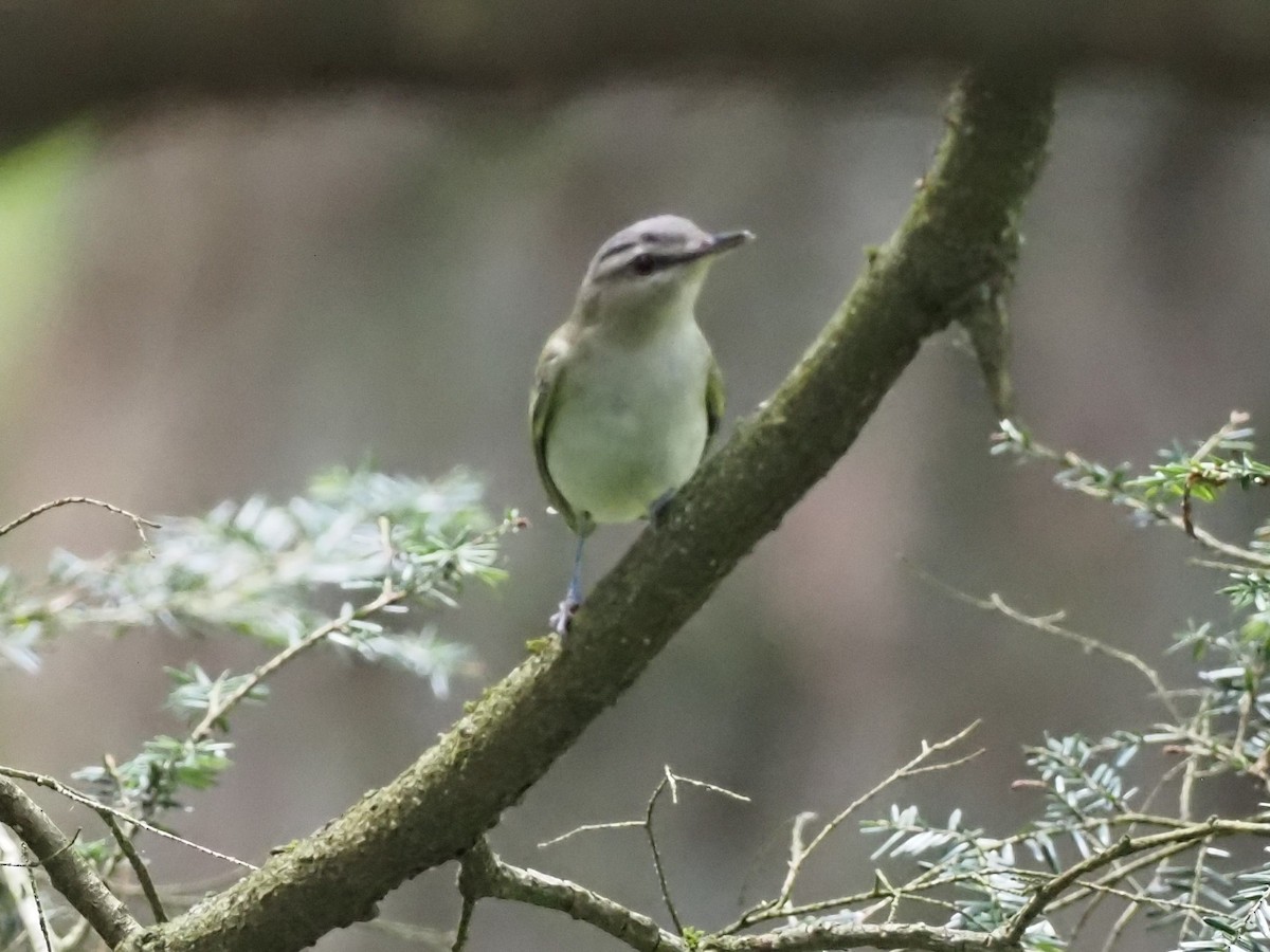 rødøyevireo - ML349217711