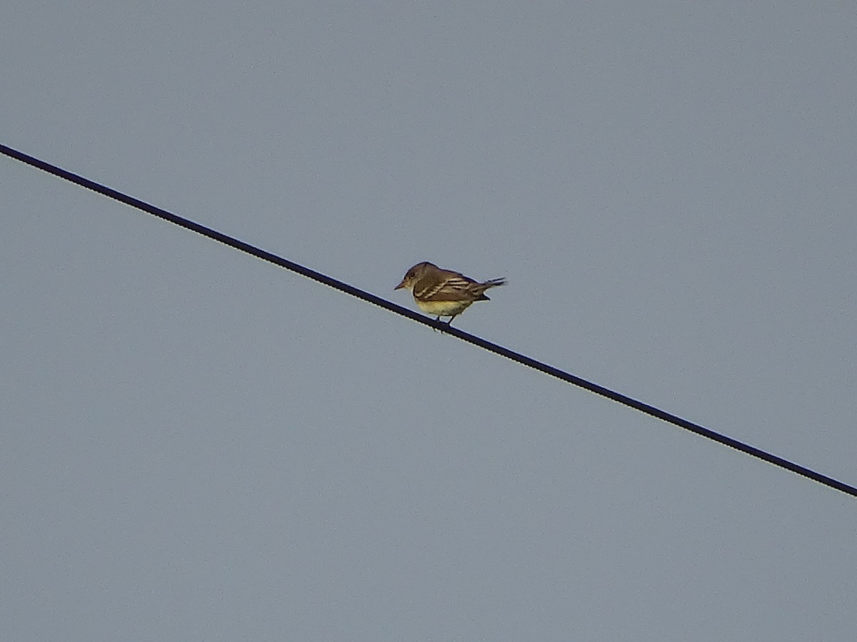 Willow Flycatcher - ML349218361