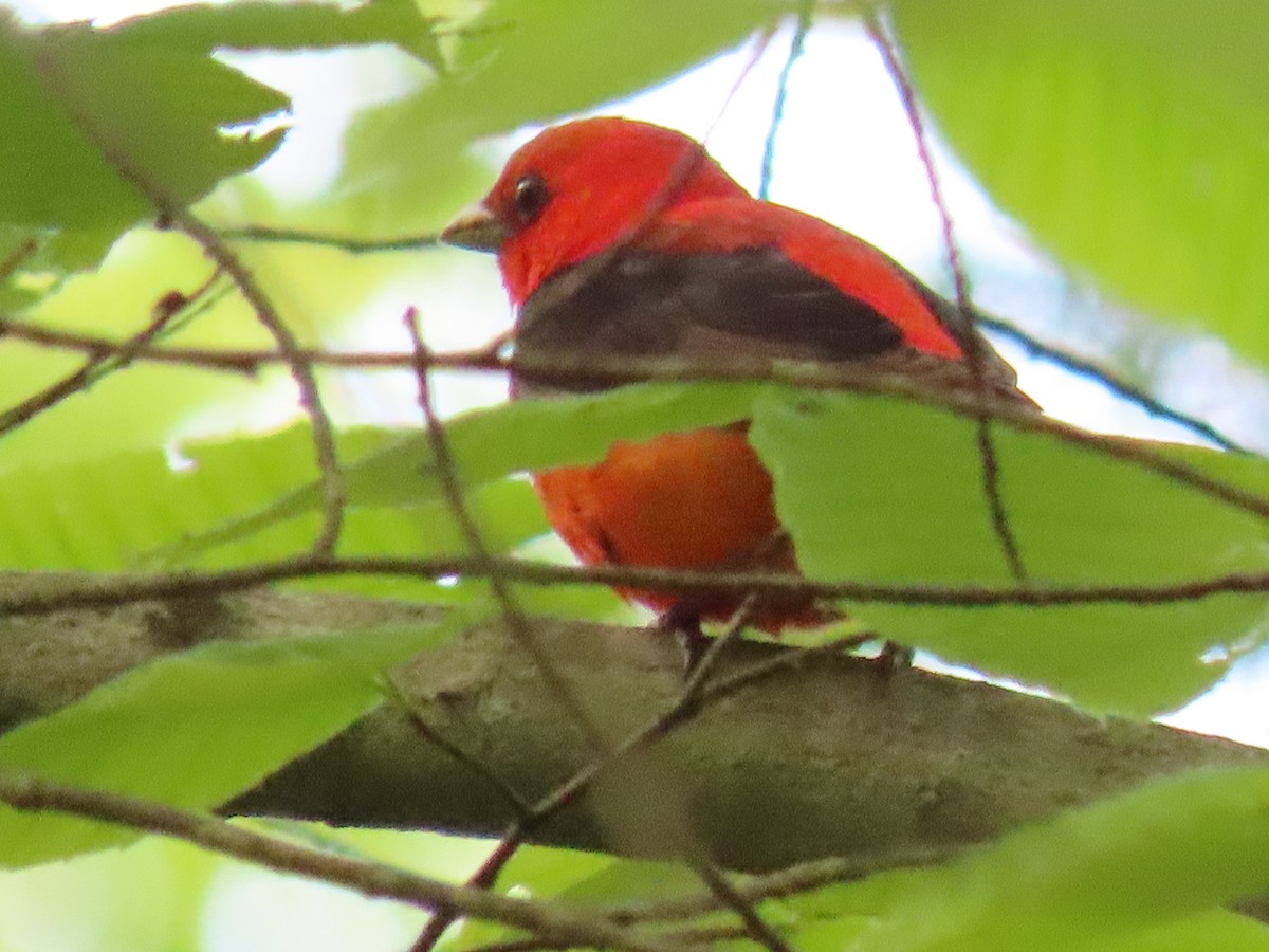Scarlet Tanager - ML349222571