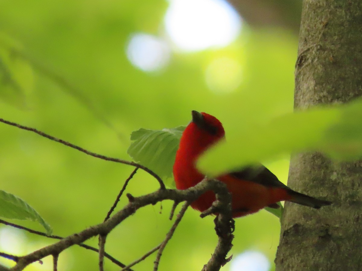 Scarlet Tanager - ML349222591