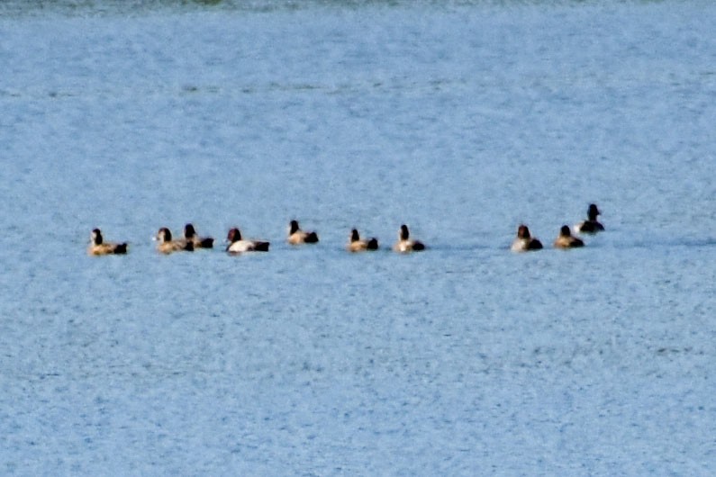 Redhead - ML349222811