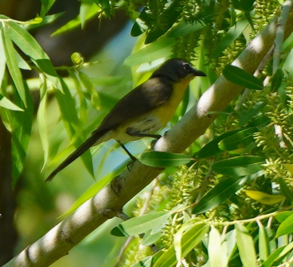Yellow-breasted Chat - Bob Toleno