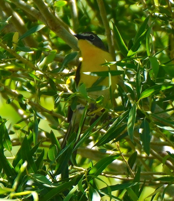 Yellow-breasted Chat - ML349223071