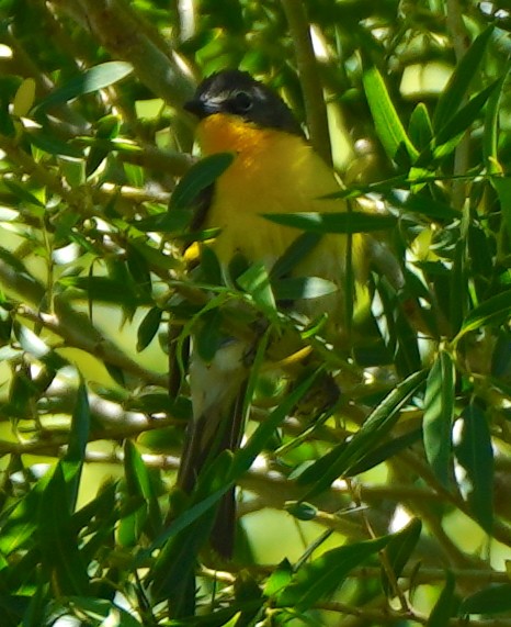 Yellow-breasted Chat - ML349223161