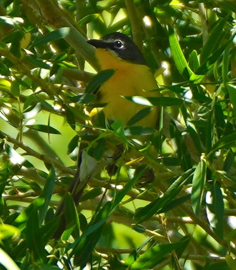 Yellow-breasted Chat - ML349223531