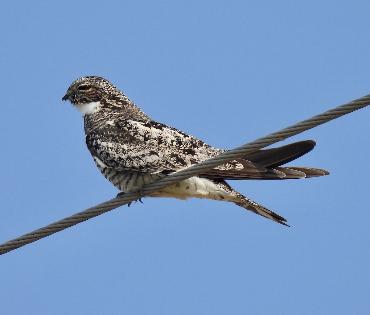 Common Nighthawk - ML349223641