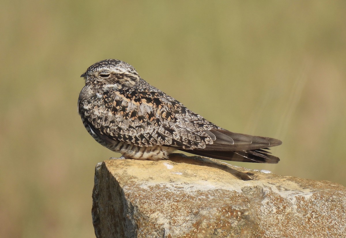 Common Nighthawk - ML349223931