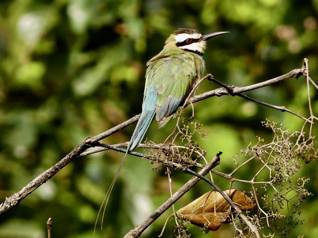 White-throated Bee-eater - Bob Andrews