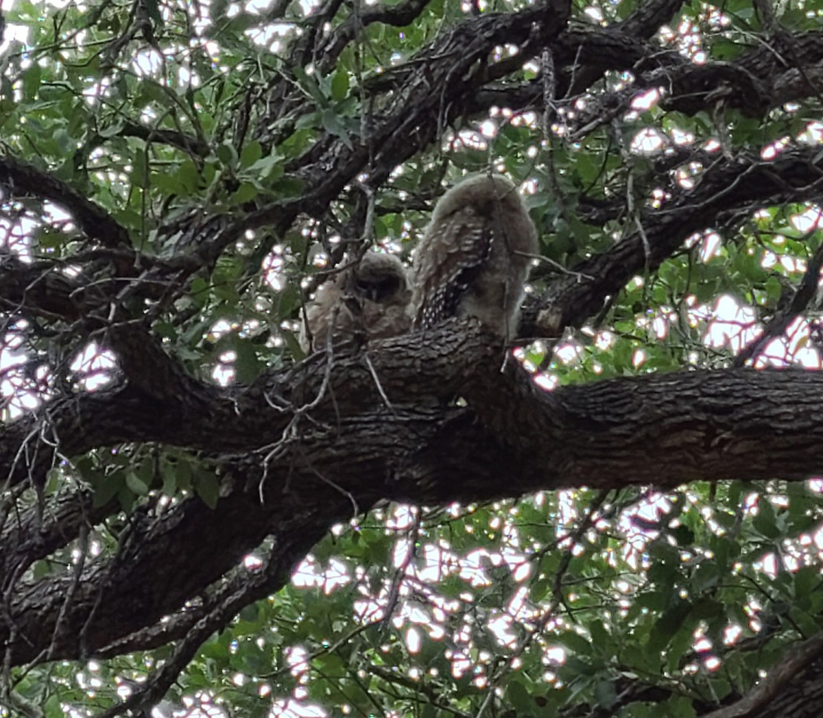 Spotted Owl - ML349226861