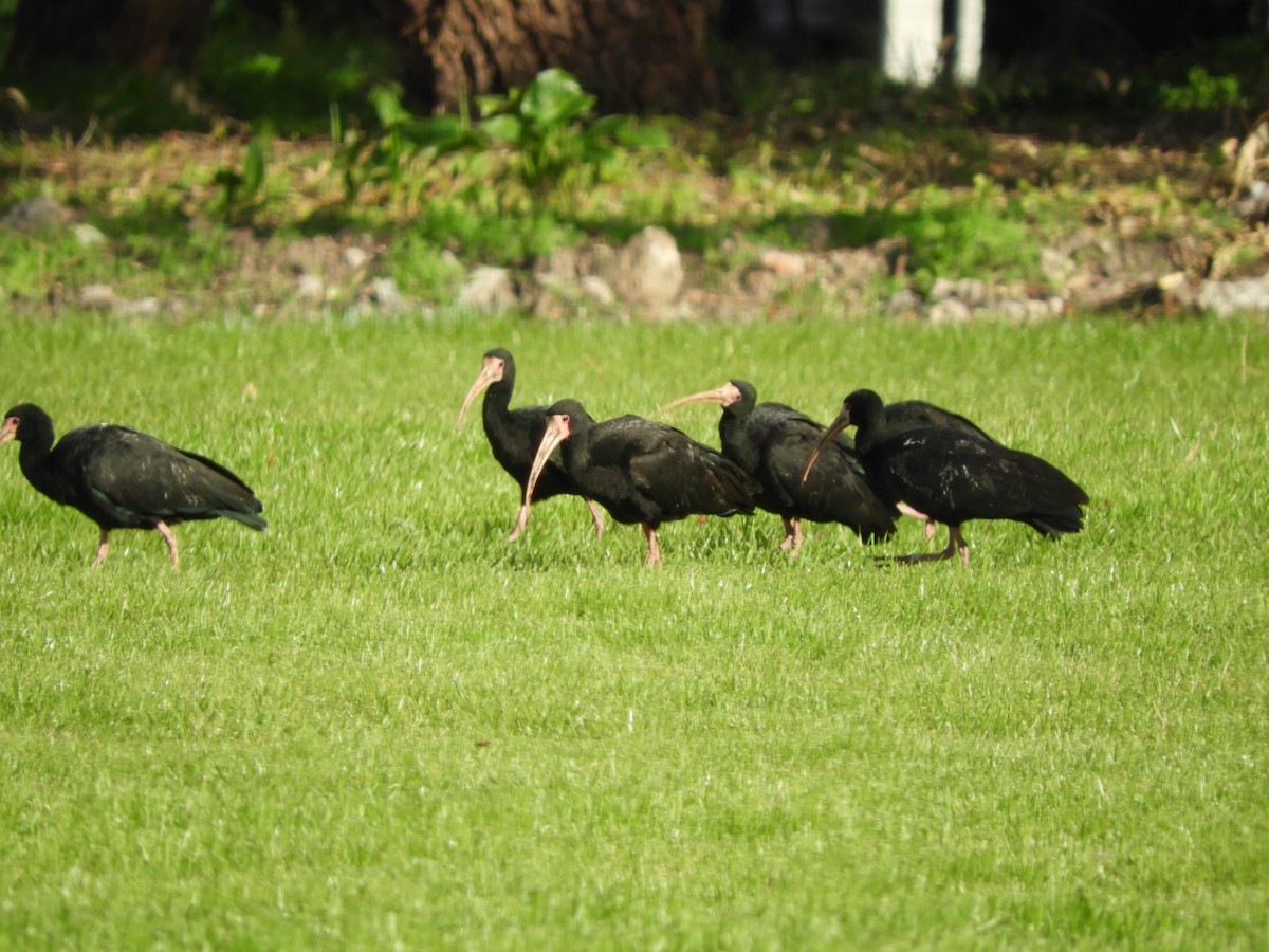 Ibis Afeitado - ML349226951