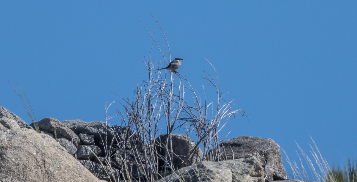 Iberian Gray Shrike - ML349227071