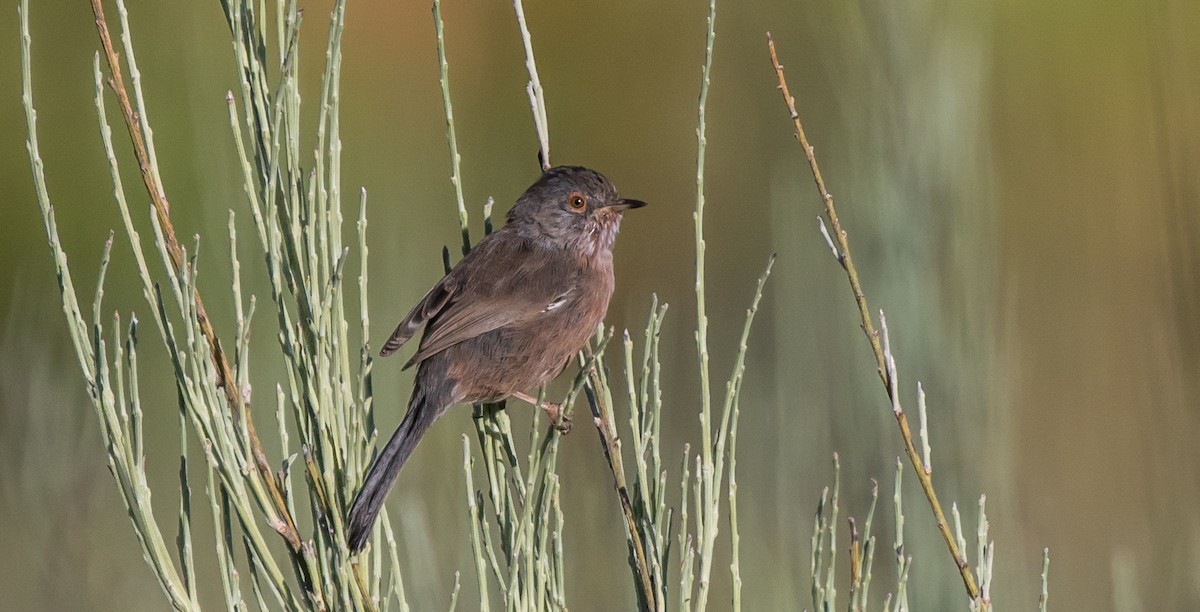 Dartford Warbler - ML349227281