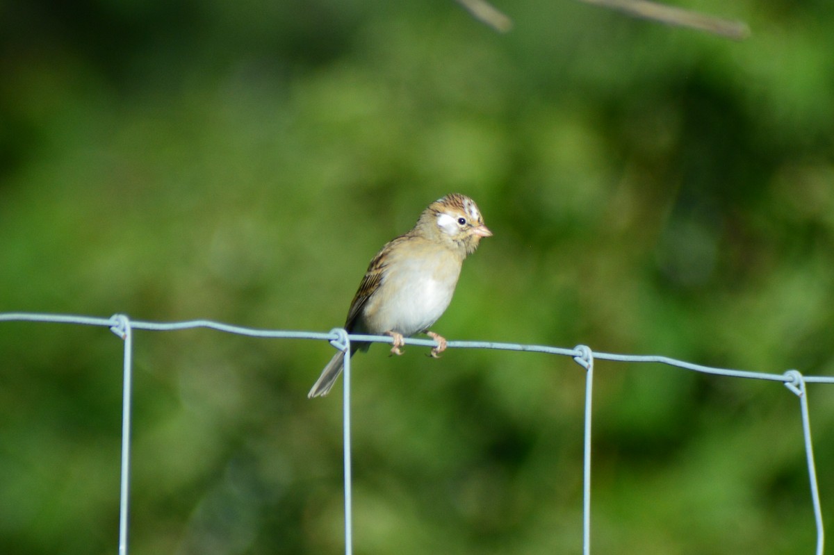 Chipping Sparrow - ML34922741