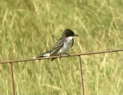 Eastern Kingbird - ML349230651