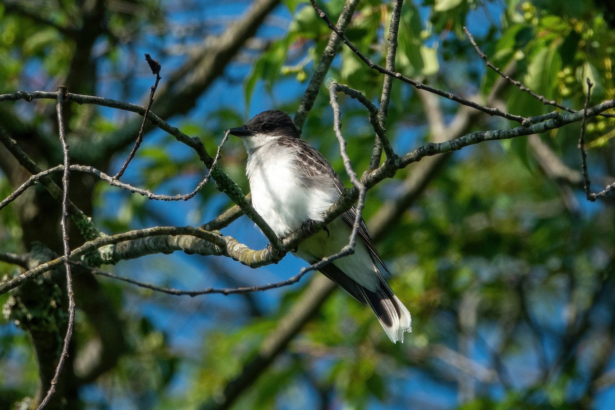 Eastern Kingbird - MI YU