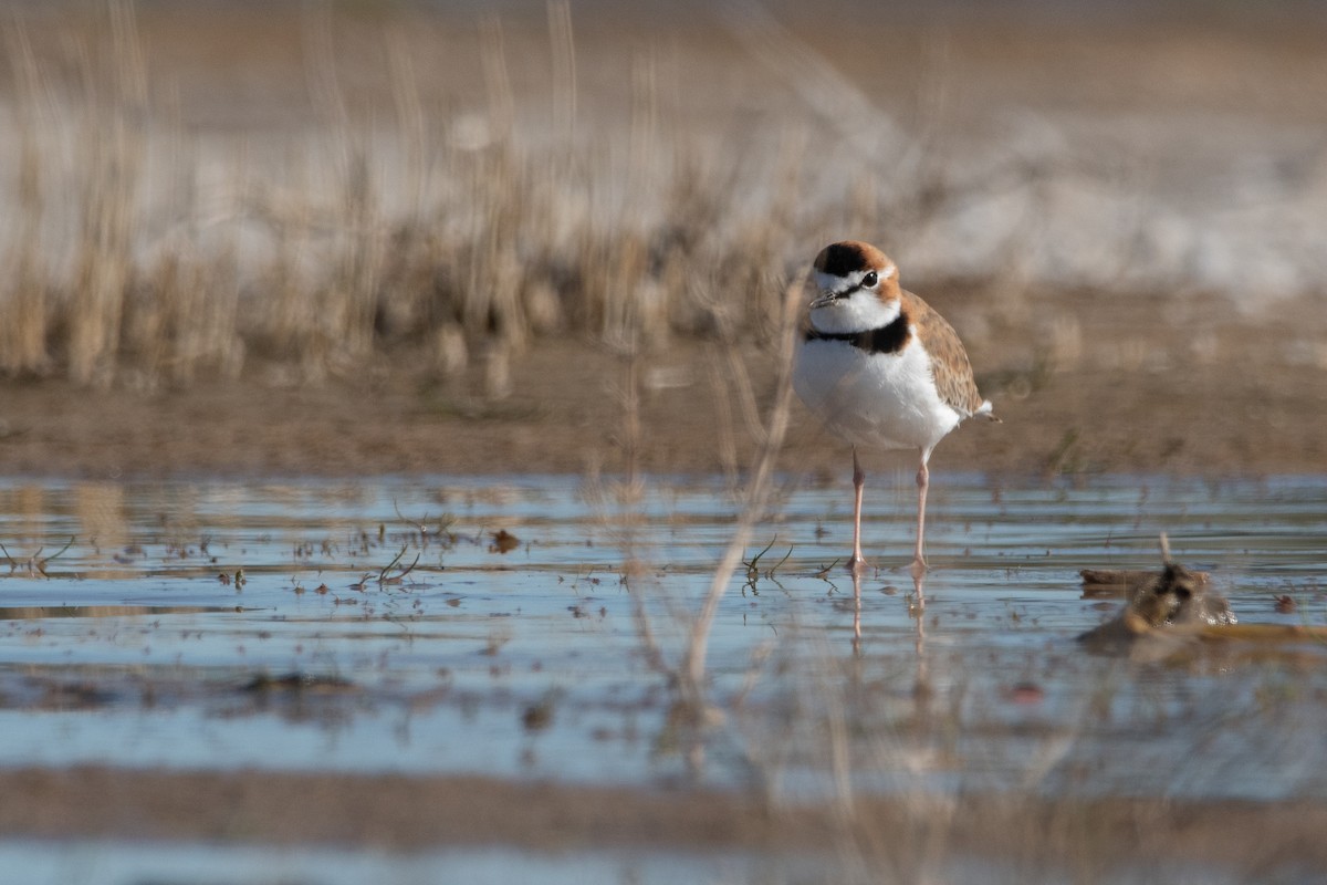 Collared Plover - ML349231291