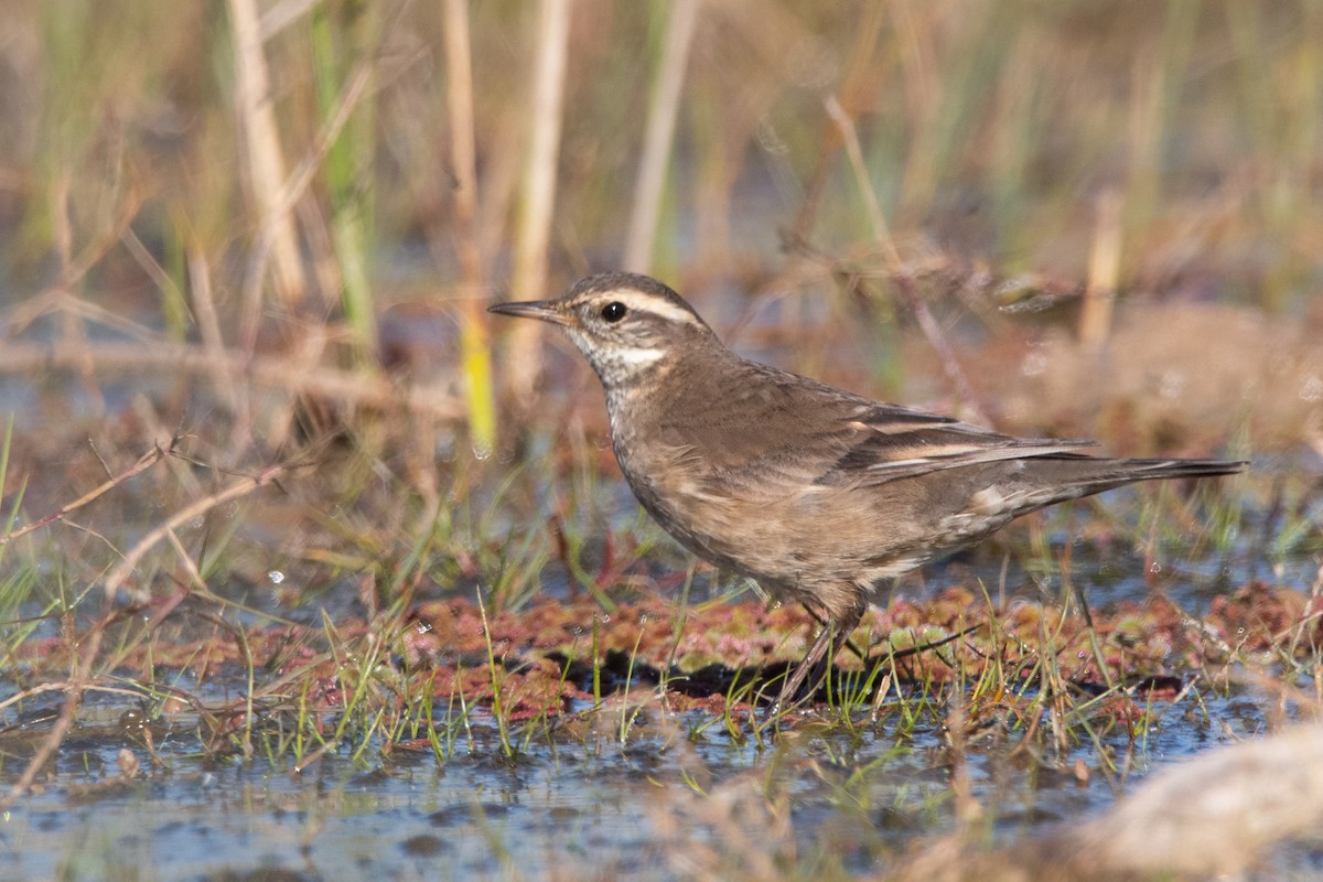 Buff-winged Cinclodes - Pablo Re