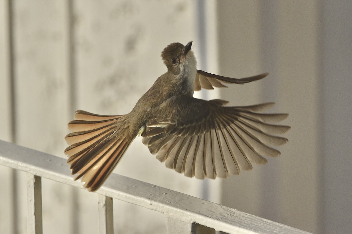 Grenada Flycatcher - ML349231701