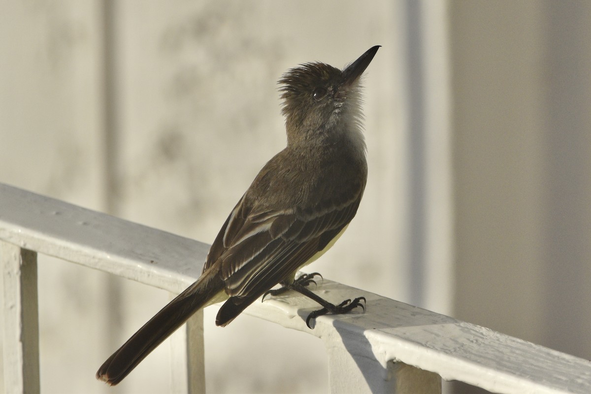 Grenada Flycatcher - Julien Amsellem