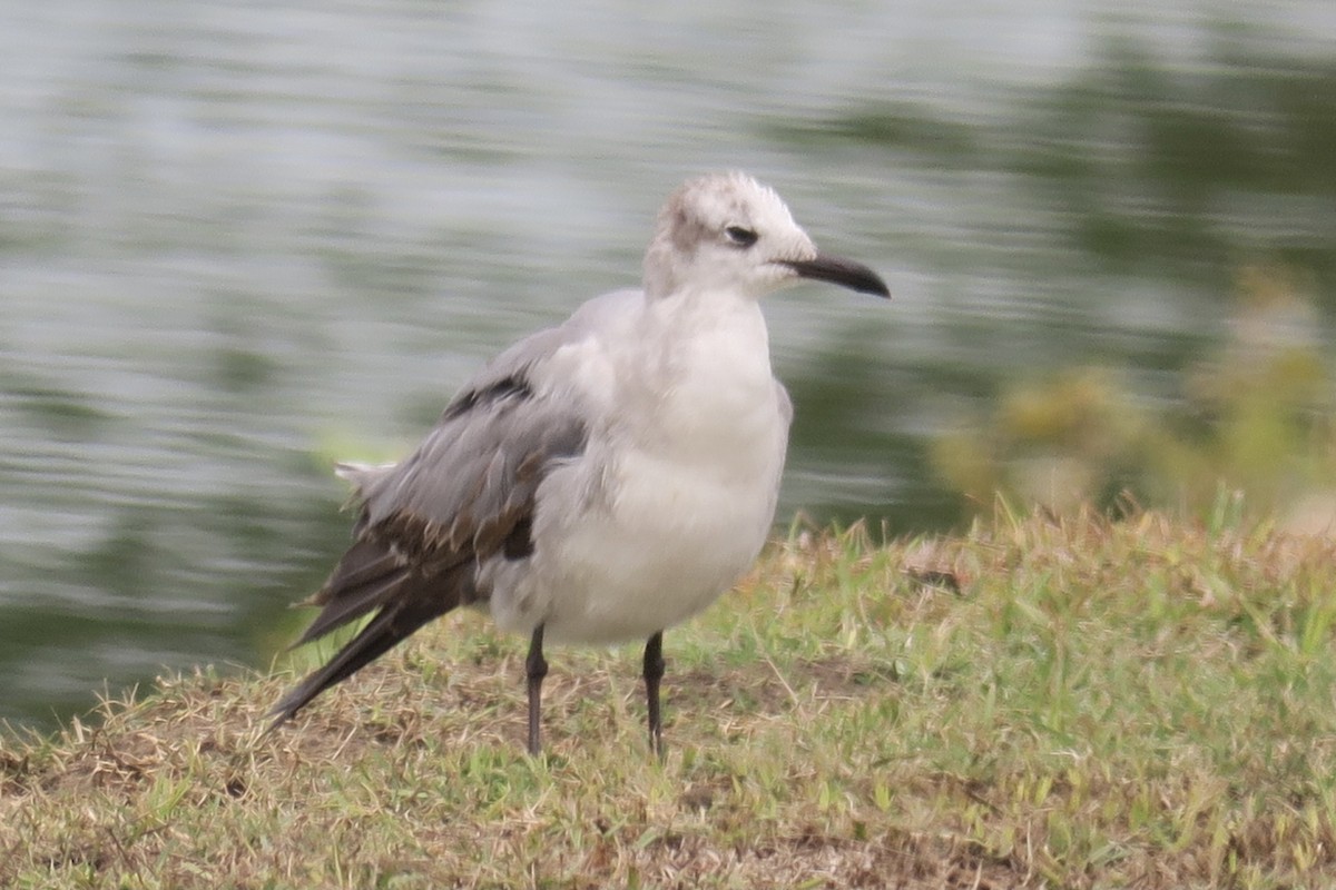 Laughing Gull - ML349232241