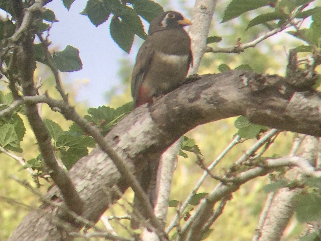 trogon krásný - ML349232341