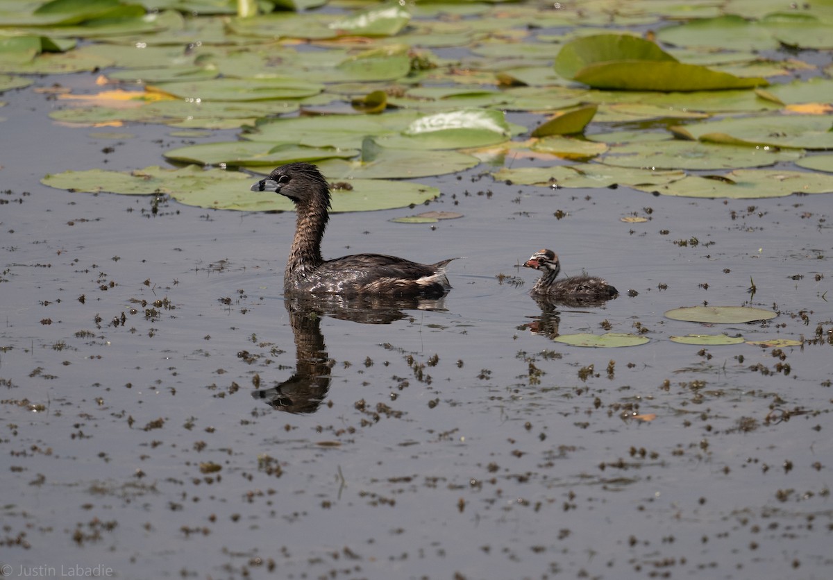 Pied-billed Grebe - Justin Labadie