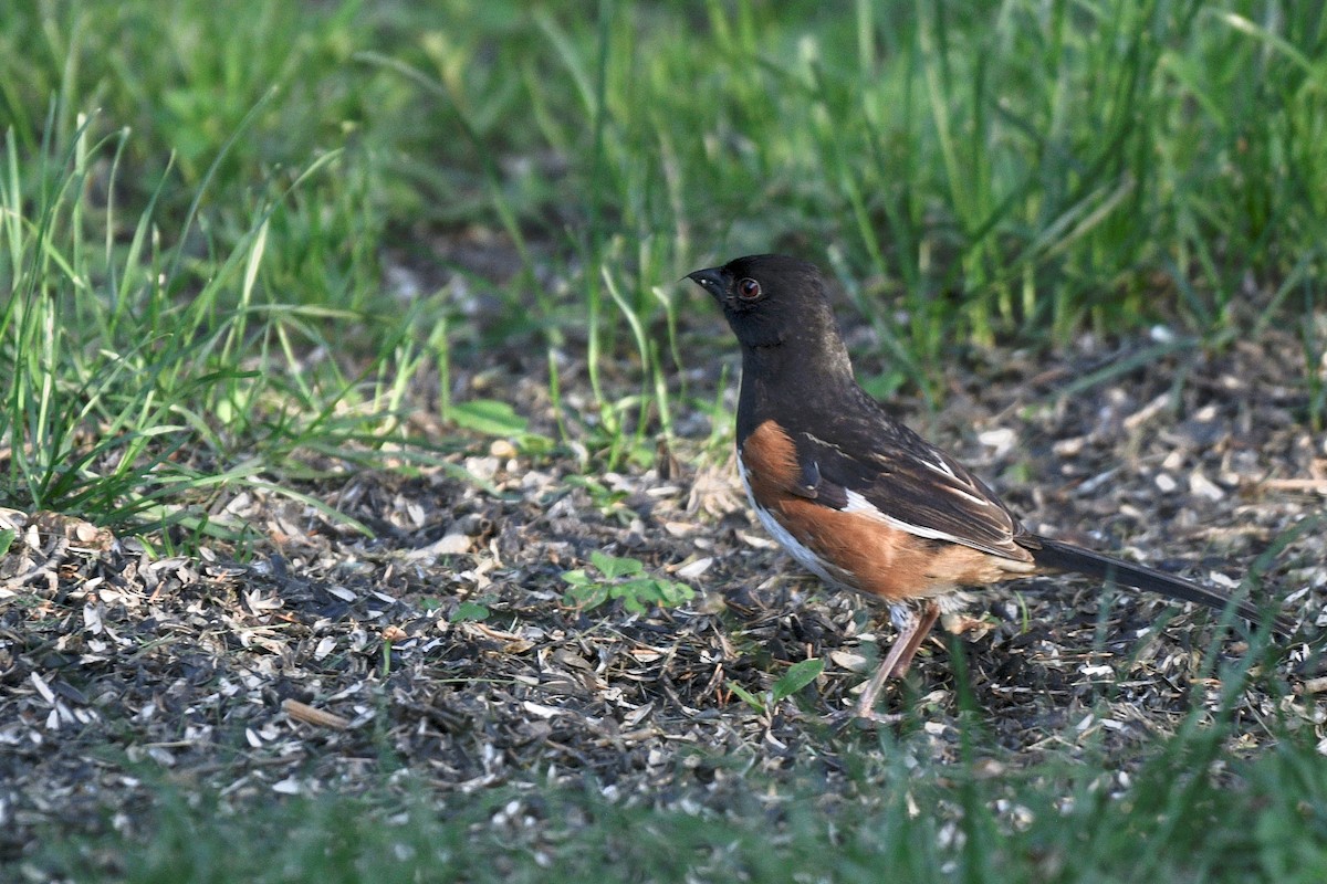 Eastern Towhee - ML349234681