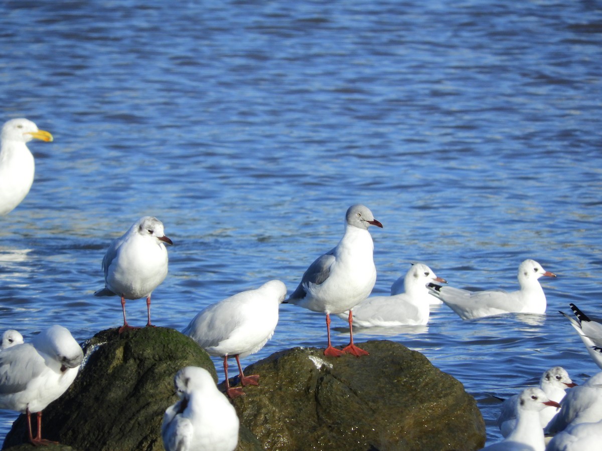 Gray-hooded Gull - ML349235551