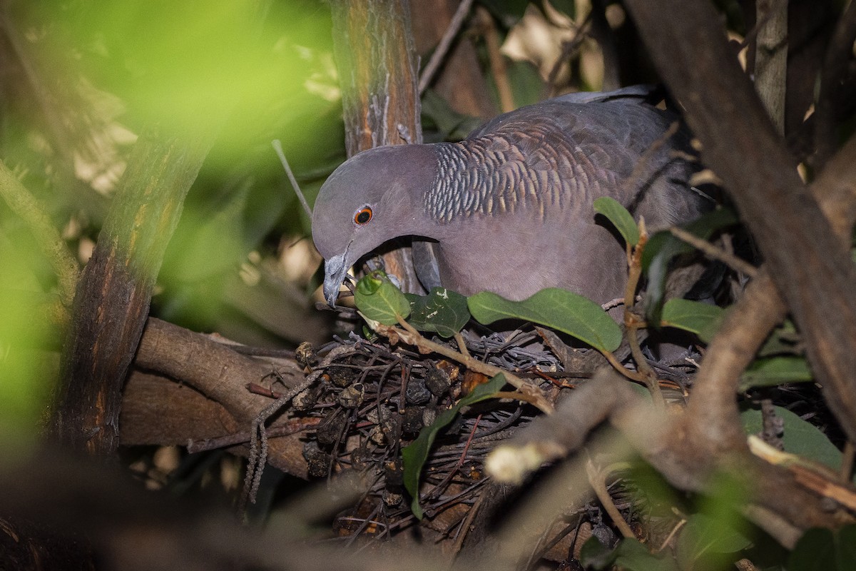 Picazuro Pigeon - ML349242101