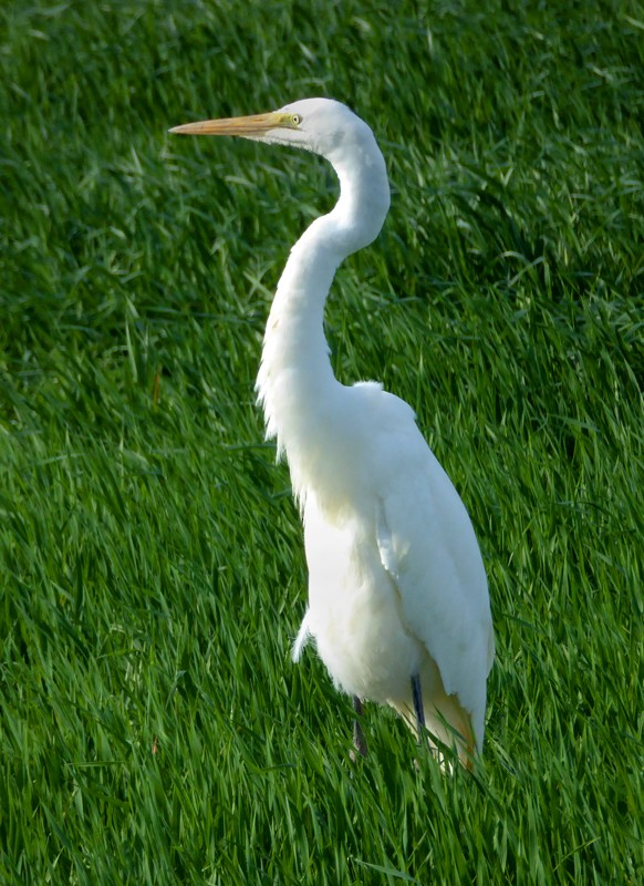 Great Egret - Ken George