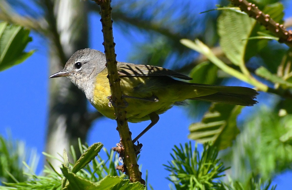 MacGillivray's Warbler - ML349243241