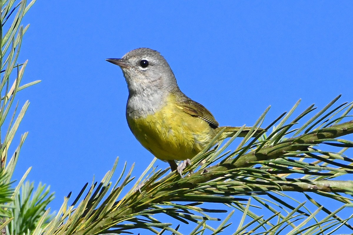MacGillivray's Warbler - ML349243251
