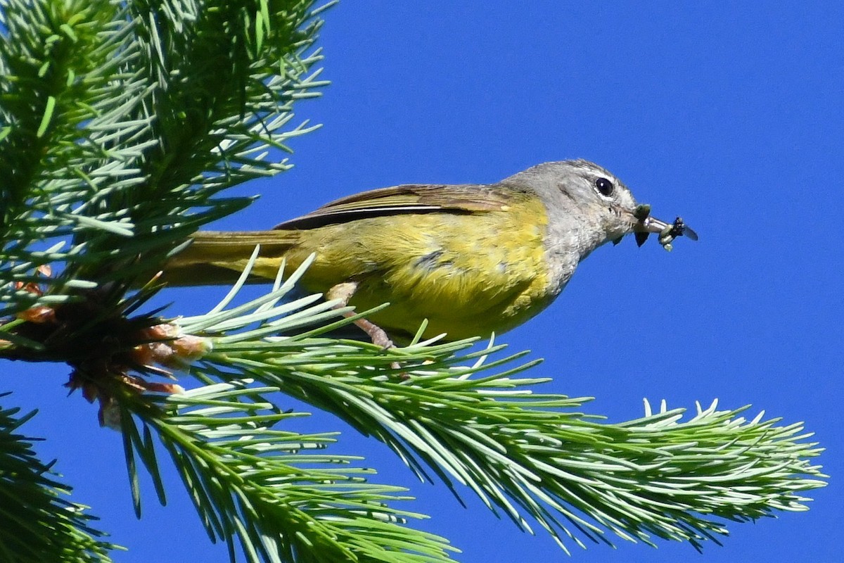 MacGillivray's Warbler - ML349243261