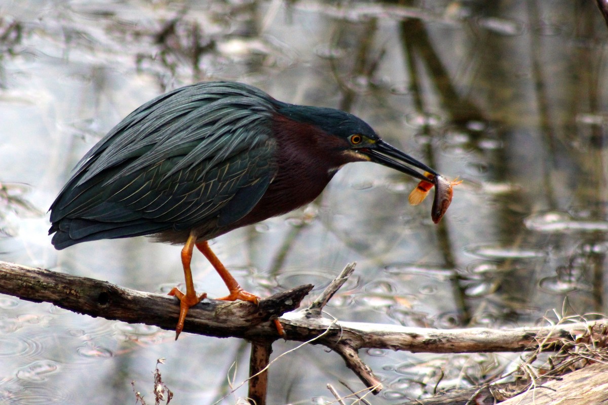 Green Heron - ML34924351