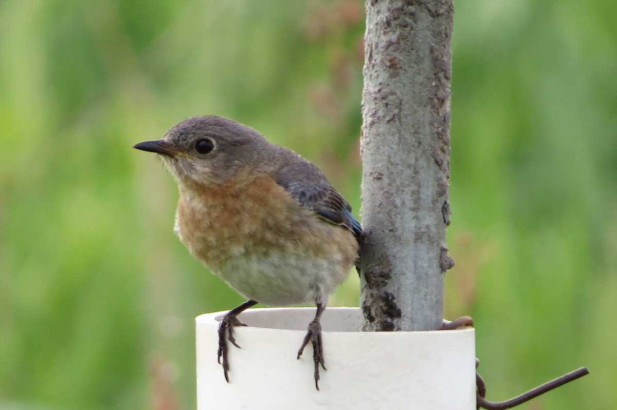 Eastern Bluebird - ML349243651