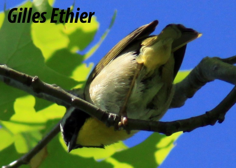 Common Yellowthroat - ML349243701