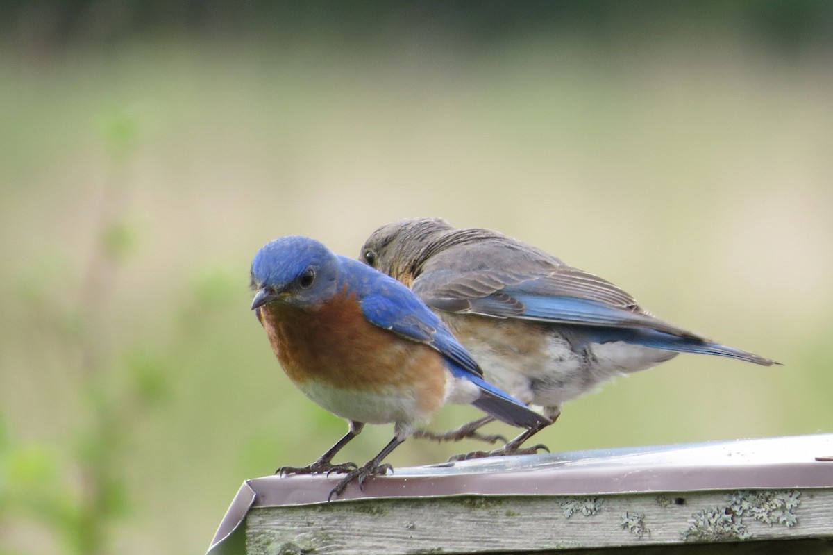 Eastern Bluebird - ML349243721