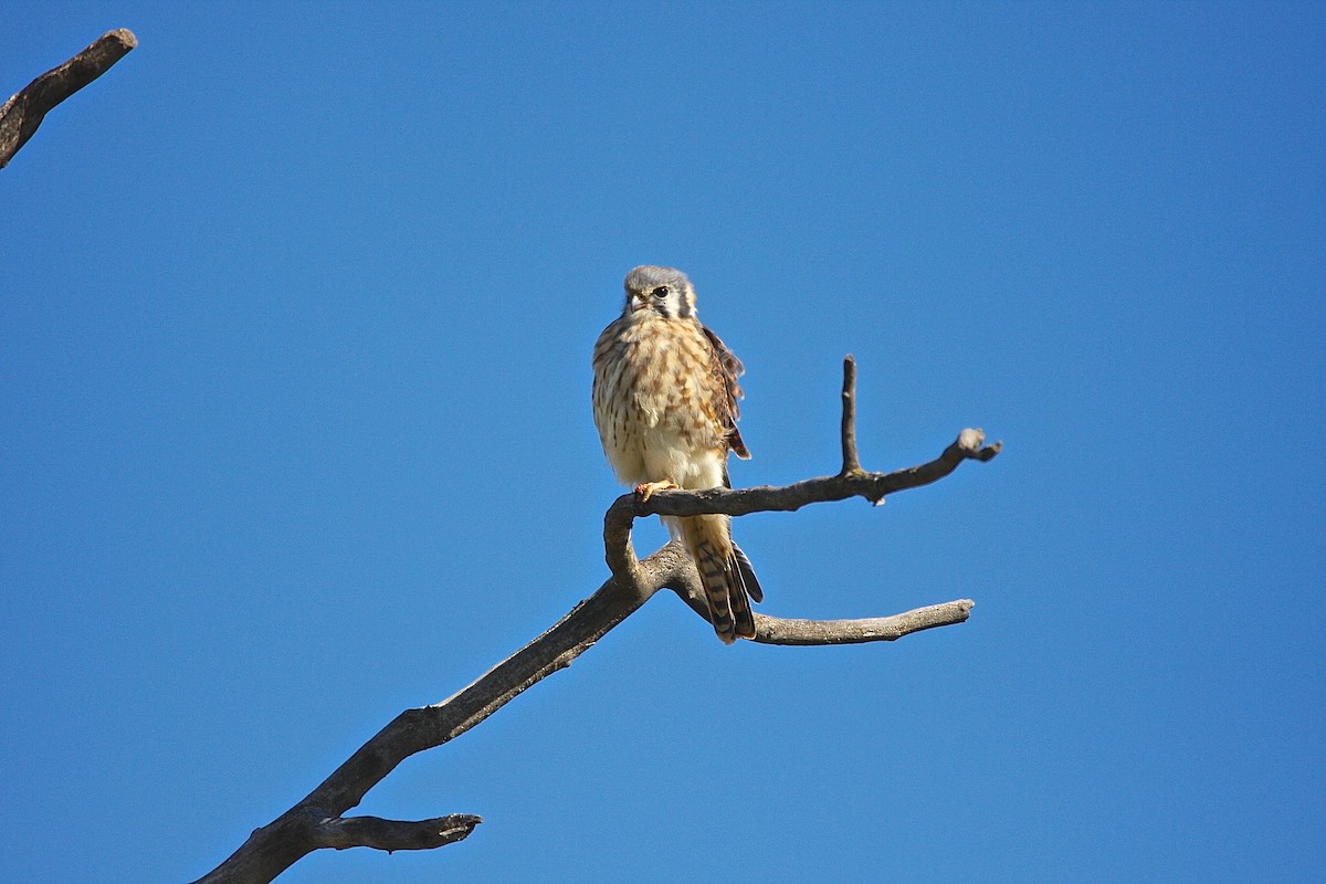 American Kestrel - ML34924381