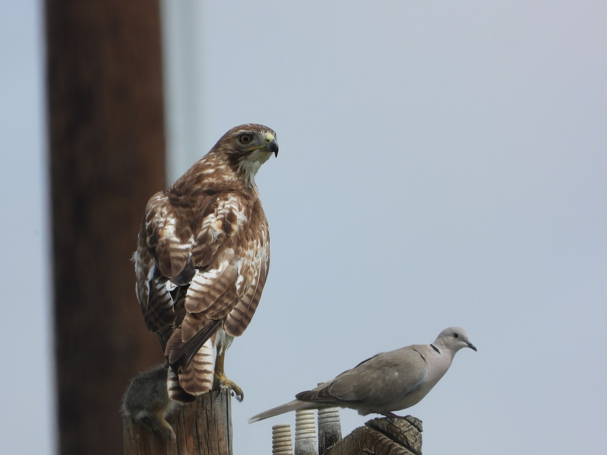 Red-tailed Hawk - ML349243841