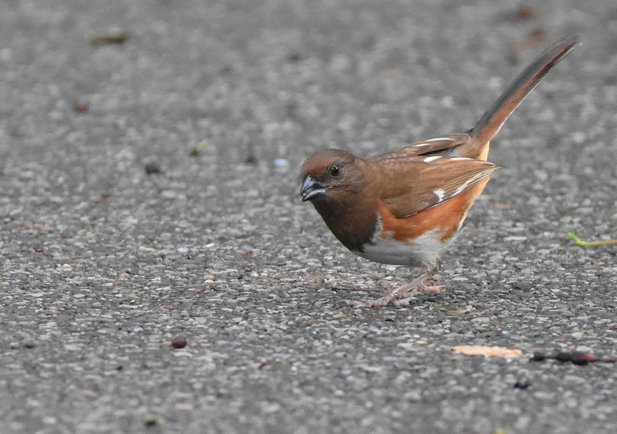 Eastern Towhee - ML349244841