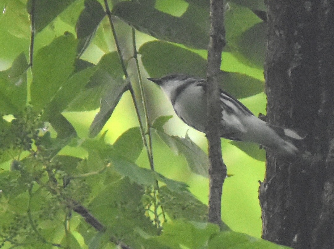 Cerulean Warbler - ML349244901