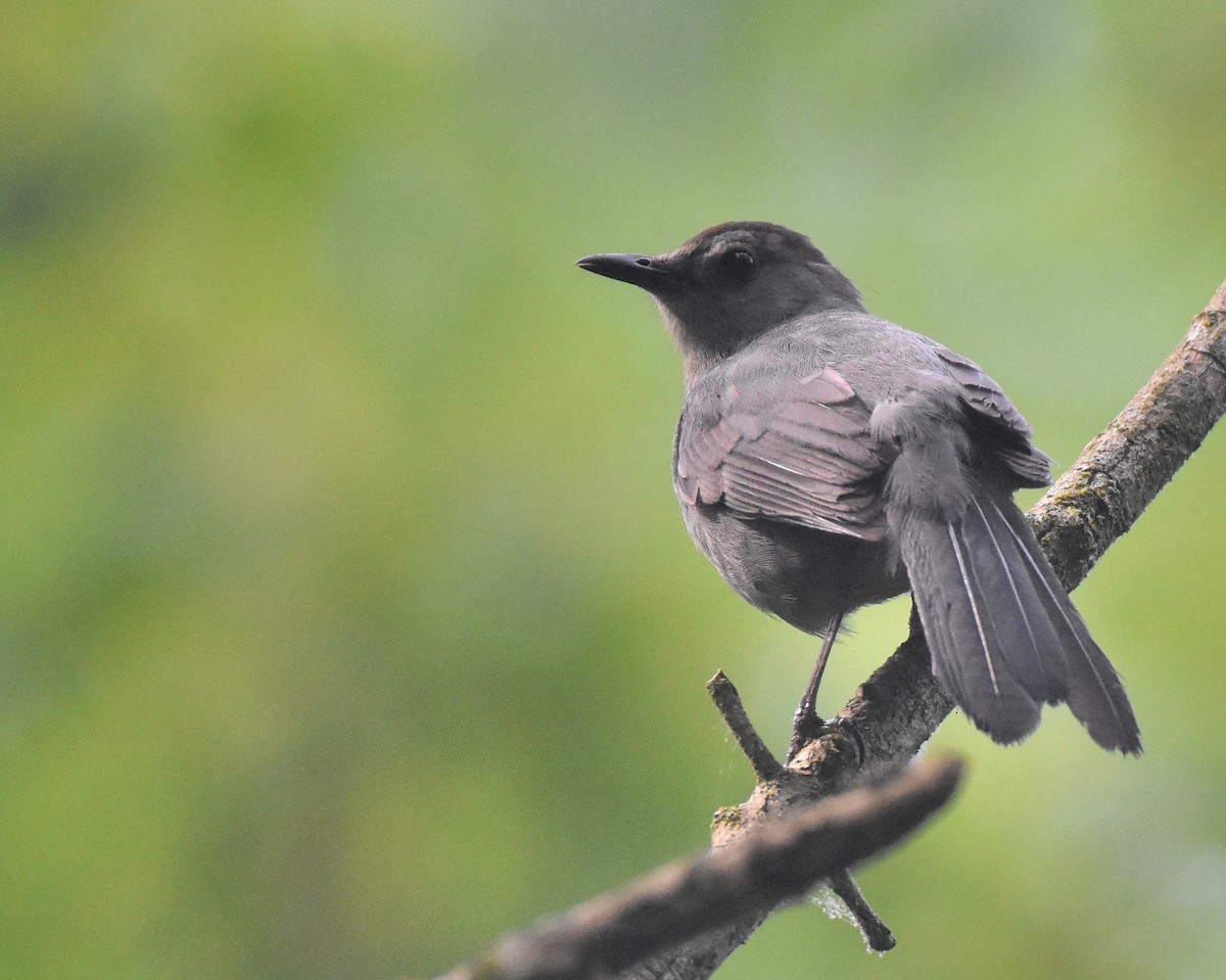 Gray Catbird - ML349245081