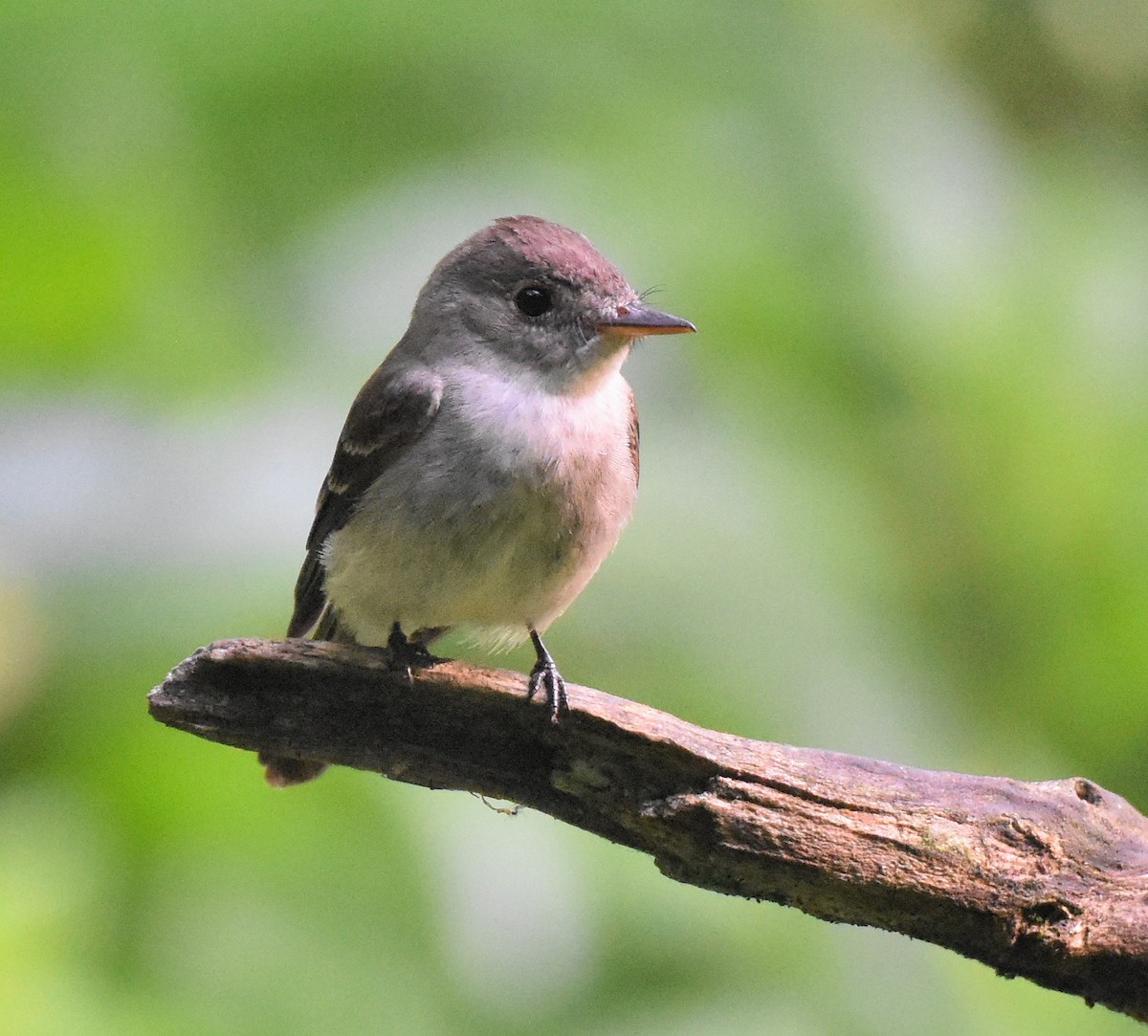 Eastern Wood-Pewee - ML349245191