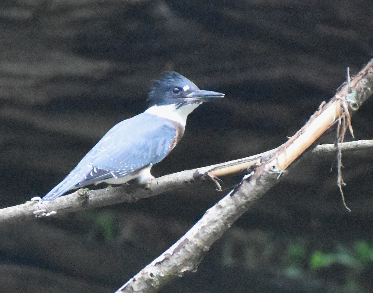 Belted Kingfisher - ML349245301
