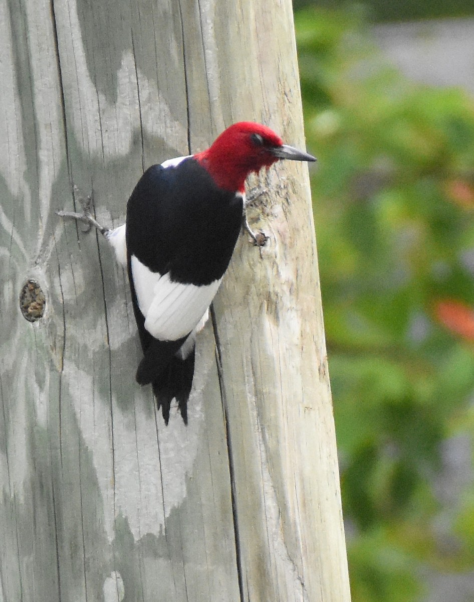 Pic à tête rouge - ML349245391