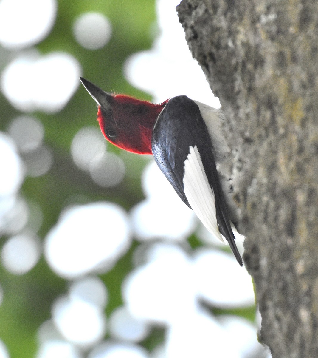 Red-headed Woodpecker - ML349245441