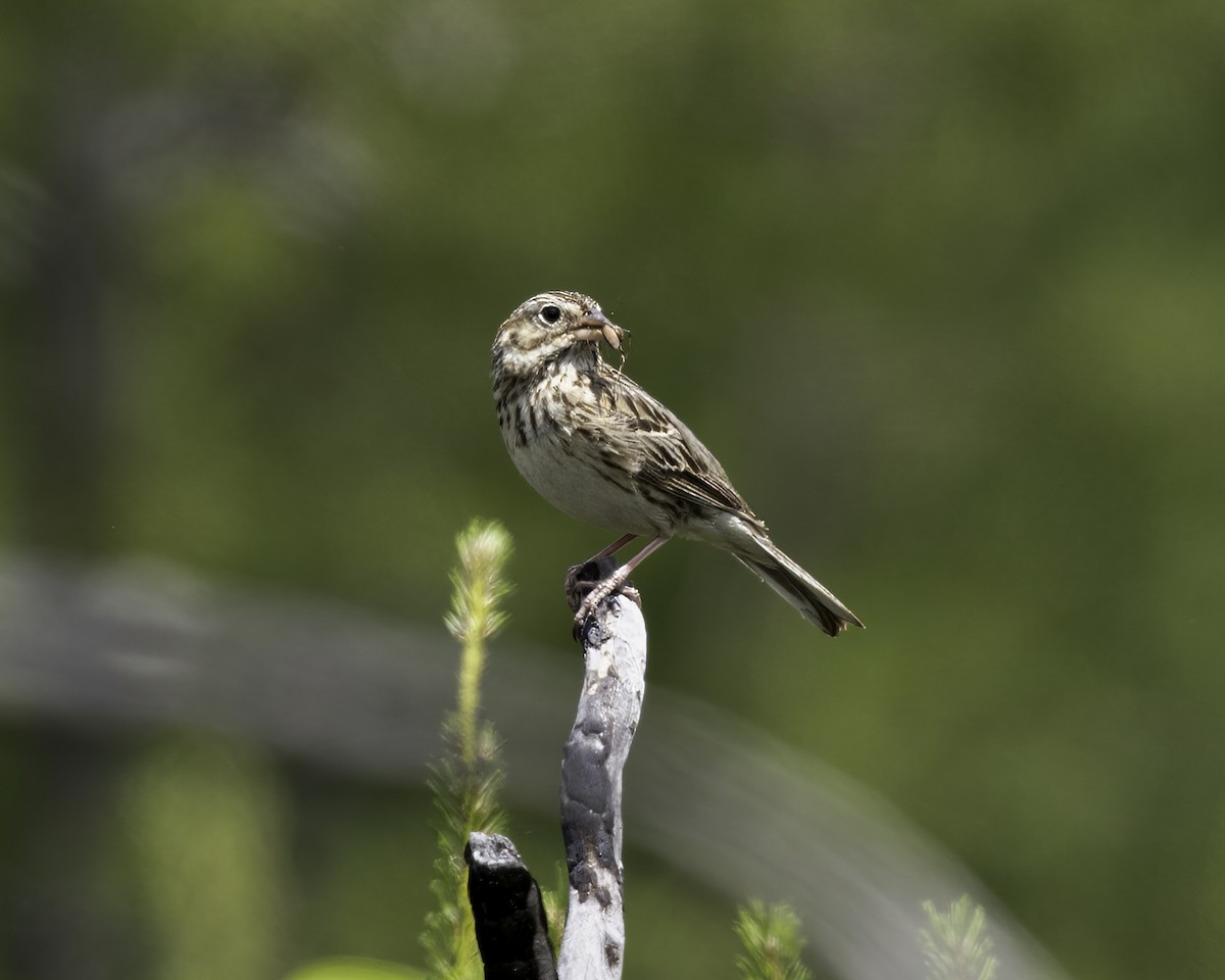 Vesper Sparrow - Keith Dickey