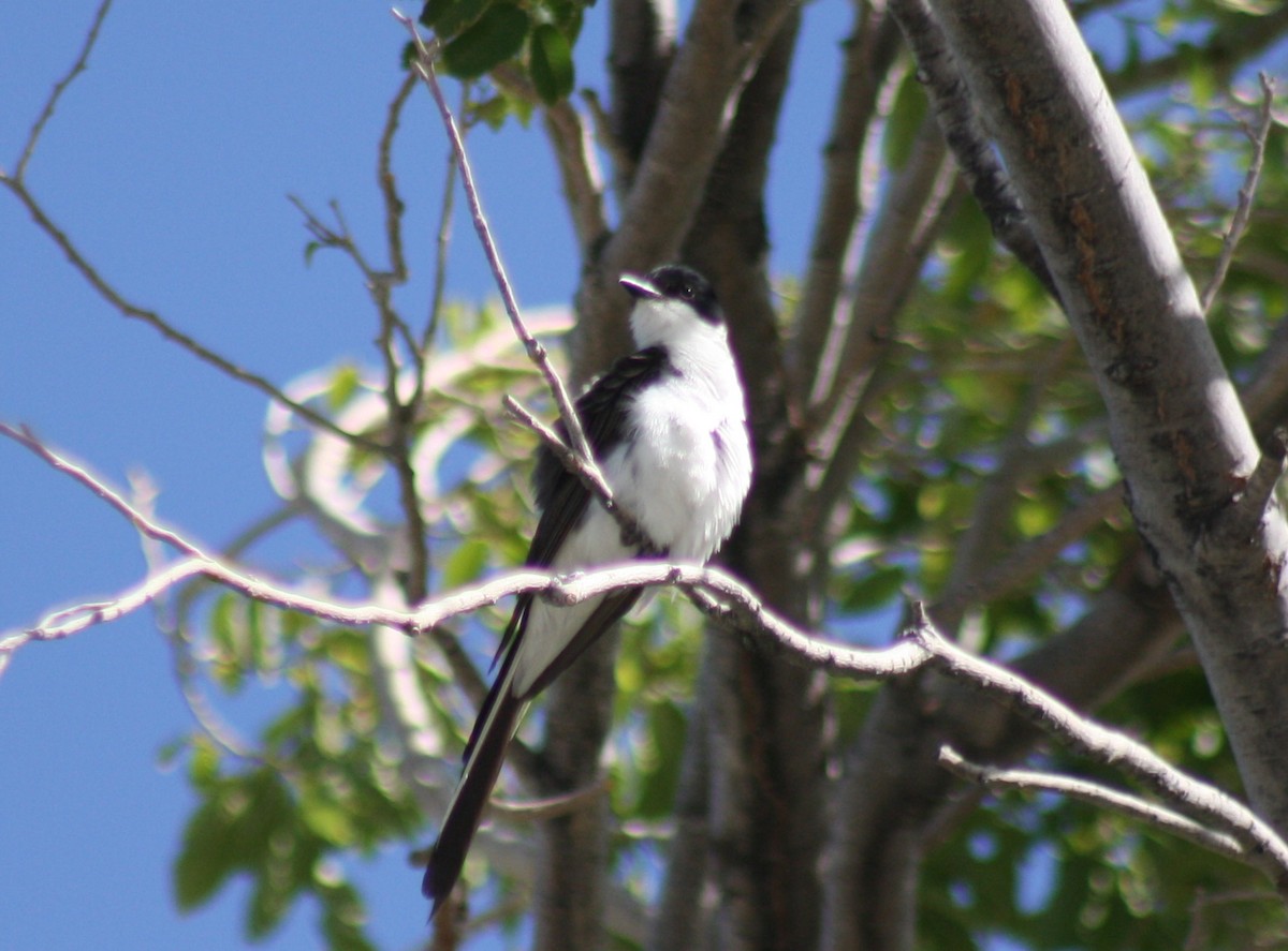 Fork-tailed Flycatcher - Sarah Toner